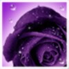 Roses Wallpaper icon