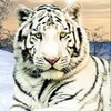 Wild White Tiger Jungle Hunt icon
