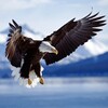 Bald Eagle HD Wallpaper.. icon