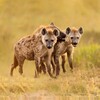 The Hyena आइकन