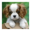 Cute puppy icon