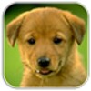 Dogs Memory Free icon