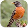 North American Birds Sounds आइकन