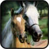 Cute Horse Wallpapers icon