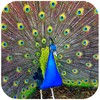 Icono de Beautiful Peacock Photo Frames