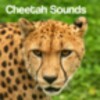 Ikon Cheetah Sounds