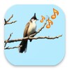 Singing Birds icon