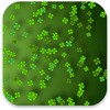 Icône Clover Live Wallpaper