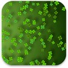 أيقونة Clover Live Wallpaper