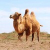 Icona di The Camel