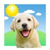 Weather Puppy 아이콘