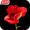 Blooming Rose Video Wallpaper icon