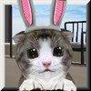 ChoCho Cat icon