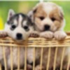 Cute Puppy Wallpapers HD icon