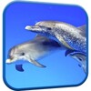 Dolphins Video Live Wallpaper icon