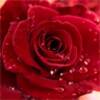 Икона Roses Free Live Wallpaper