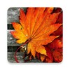 Icono de autumn background