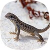 Lizard Sounds icon