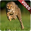 Cheetah Video Live Wallpaper icon