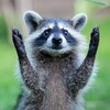 Icono de Raccoon Wallpapers HD