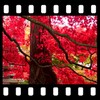 Autumn Maple Leaves Video Wall icon
