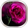 Pink Rose Live Wallpaper icon