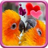 Икона Love Birds Live Wallpaper