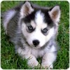 Husky puppies Wallpapers icon