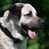 Icono de Kangal Dog Wallpaper