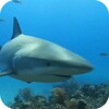 Shark Live Wallaper icon