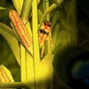 Icono de Cornbabies: The Game