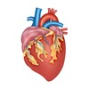 أيقونة Biology Textbook