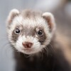 Ferret Wallpapers icon