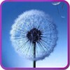 Pictogramă Galaxy S3 Fly Dandelion Live Wallpaper