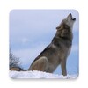 Wolf Howl Sound icon