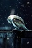 Икона Hedwig Live Wallpaper