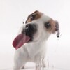 Dog Licks Screen Wallpaper icon