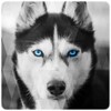 Husky dog Wallpapers icon