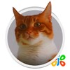 HD สด วอลล์เปเปอร์ แมว icon