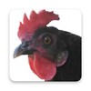 Chicken Incubation Calendar icon