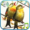 Birds Sounds & Ringtones icon