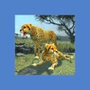 Clan of Cheetahs icon