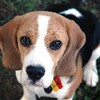 Beagle Dogs Jigsaw Puzzles icon