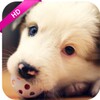 Dog Wallpapers (HD) icon