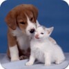 Biểu tượng Dogs and Cats Wallpapers