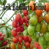 Tricks Tomato Cultivation icon