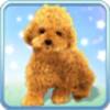 Talking Teddy Dog icon