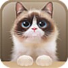 Shui The Kitten Lite icon