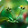 Nature Wallpaper icon