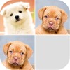 Puppy Photo Memory Game icon